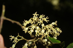Begonia fruticosa