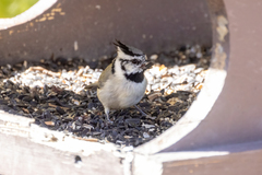 Baeolophus wollweberi