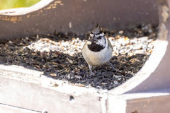 Baeolophus wollweberi