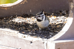 Baeolophus wollweberi
