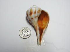 Fulguropsis spirata