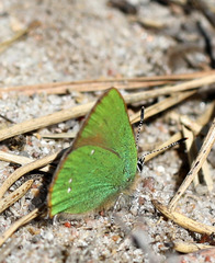 Callophrys rubi