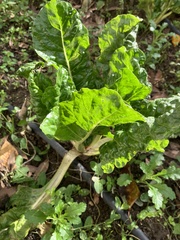 Beta vulgaris cicla