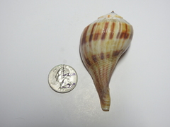 Fulguropsis spirata
