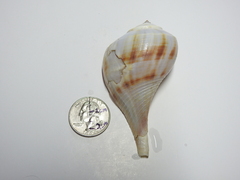 Fulguropsis spirata
