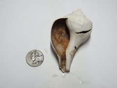 Buccinoidea