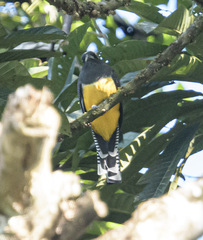 Trogon caligatus