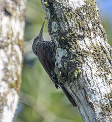 Xiphorhynchus flavigaster