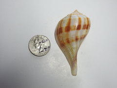 Fulguropsis spirata