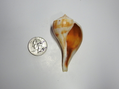 Fulguropsis spirata