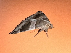 Dysgonia senex