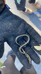 Thamnophis sirtalis concinnus