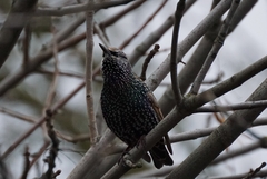 Sturnus vulgaris