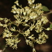 Begonia fruticosa - Photo (c) D.F.Silva, alguns direitos reservados (CC BY-NC), uploaded by D.F.Silva