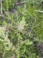 Lythrum hyssopifolia
