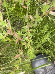 Lythrum hyssopifolia