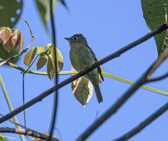 Empidonax flaviventris