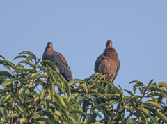 Patagioenas flavirostris