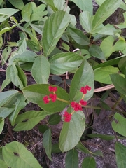 Cissus erosa