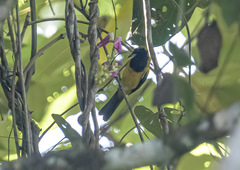 Icterus prosthemelas