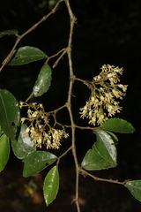 Begonia fruticosa