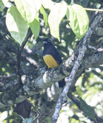 Trogon melanocephalus