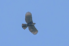 Spizaetus ornatus