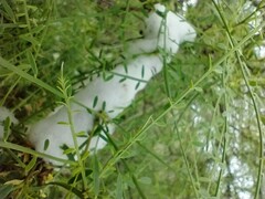 Cephisus siccifolius