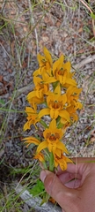 Chloraea gavilu