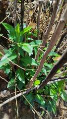 Baccharis pentlandii