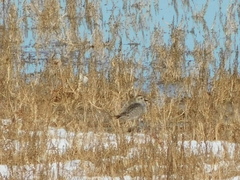 Pluvialis squatarola