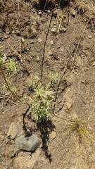Lupinus altimontanus