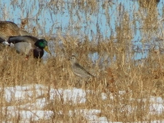 Pluvialis squatarola