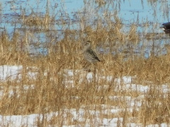 Pluvialis squatarola