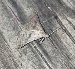 Bleptina caradrinalis