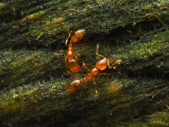 Monomorium atomum