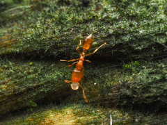 Monomorium atomum