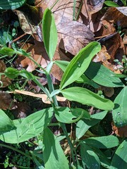 Lathyrus latifolius
