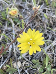 Hemizonia congesta lutescens