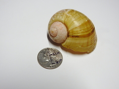 Pomacea paludosa