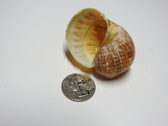 Pomacea paludosa