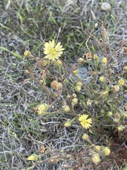 Hemizonia congesta lutescens