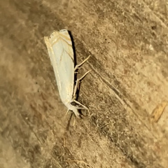 Crambus albellus