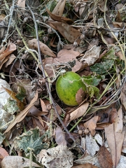 Cucumis melo