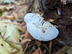 Fomitopsidaceae