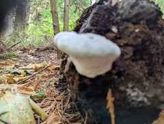 Fomitopsidaceae