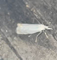 Crambus albellus