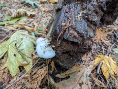 Fomitopsidaceae