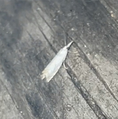 Crambus albellus