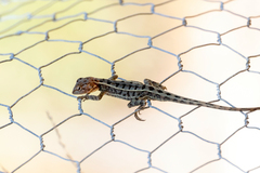 Diporiphora
